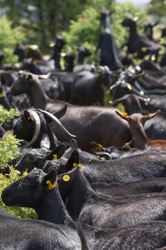 Flock of spanish manchegan goats eating the leaves of juniper bushes.