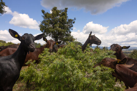 Flock of spanish manchegan goats eating the leaves of a juniper bush.