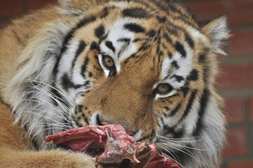 Animals are a traditionally (since the time of Aristotle) distinguished category of organisms, currently considered as a biological kingdom.