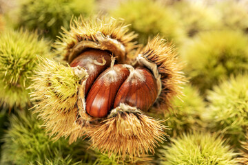 Ripe chestnuts close up. Sweet chestnuts. Chestnuts with skin. Organic food. Harvest. Edible chestnuts
