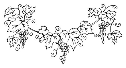Set of grapes monochrome sketch. Hand drawn grape bunches. Decorative doodles in vector illustration. For icon, sticker, logo, wine.  - obrazy, fototapety, plakaty