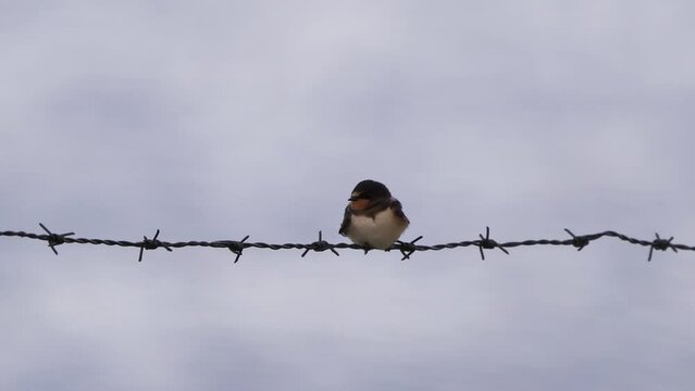 A barn swallow (Hirundo rustica) on a barbed wire fench