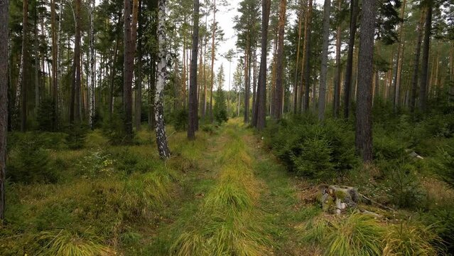 Spaziergang &uuml;ber Moos durch gr&uuml;nen Nadelwald (Drohne)