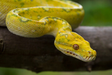 Green Tree Python Morelia viridis on tree branch yellow color skin snake