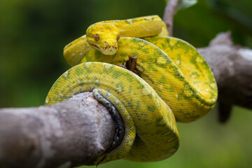 Green Tree Python Morelia viridis on tree branch yellow color skin snake