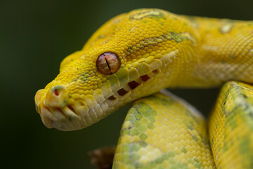 Green Tree Python Morelia viridis on tree branch yellow color skin snake