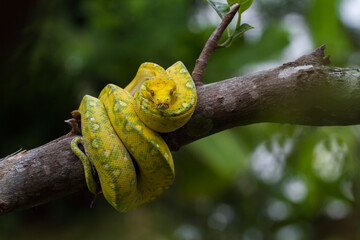 Green Tree Python Morelia viridis on tree branch yellow color skin snake