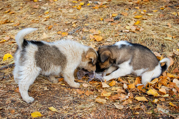 two cute little puppies are playing outside in autumn.