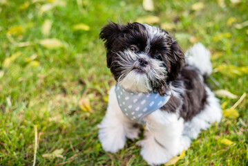 A cute Shih Tzu puppy sits in an autumn park. Close-up