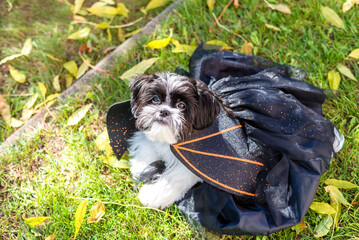 The dog is dressed like a bat or Count Dracula. A Shih Tzu puppy sits in an autumn park in a...