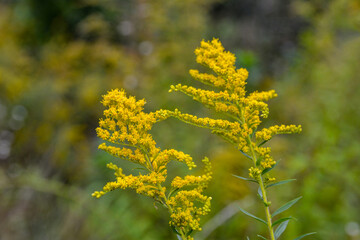 Fototapeta na wymiar Blooming Goldenrod, Solidago flower .