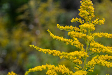 Blooming Goldenrod, Solidago flower .