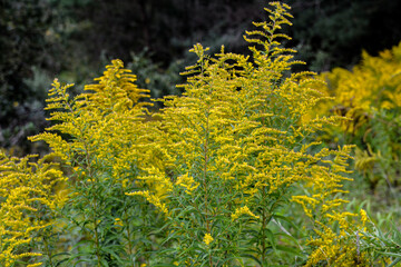 Blooming Goldenrod, Solidago flower .