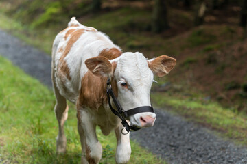 Sunny morning. Newborn calf from sanctuary farm on a walk in the forest. Natural background. Free grazing.