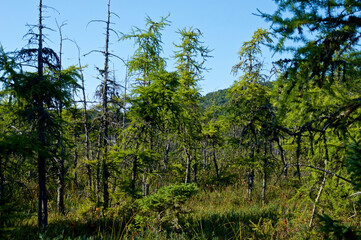 Scenic view of beautiful lush bog in brighton new york full of larch trees.