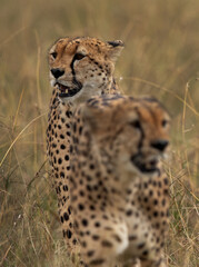 Selective focus on back Cheetah walking at Masai Mara, Kenya