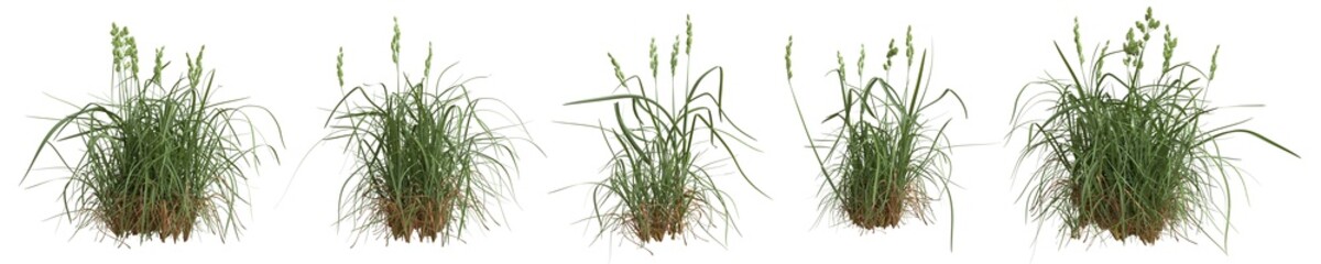 Set of grass bushes isolated. Cat grass. Orchard grass. Dactylis glomerata. 3D illustration