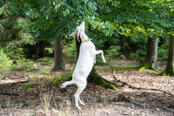 White goat eating from the overhanging leafs in the forrest