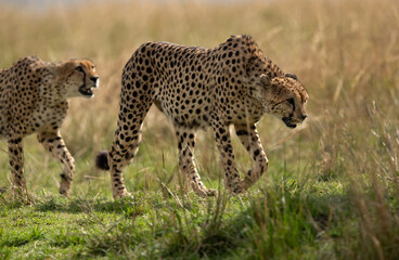 Cheetah walking in the mid of tall grasses, Masai Mara