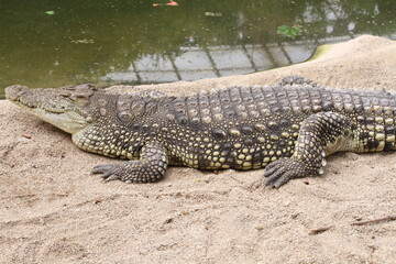 crocodile