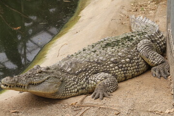 crocodile