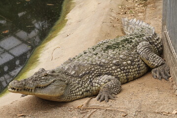 crocodile