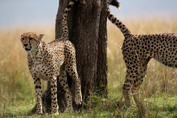 Two cheetah marking territory by spraying urine on the tree , Masai Mara, Kenya © Dr Ajay Kumar Singh
