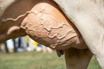 close-up of a cow's udder