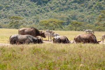 Naklejka na ściany i meble A herd of buffaloes grazing in the wild at Lake Nakuru National Park, Kenya