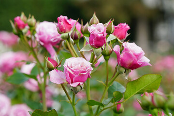 pink bush roses in the park in summer