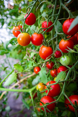 Obraz premium Cherry Tomatoes growing on the vine