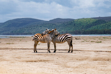Fototapeta na wymiar Zebras in the wild at Lake Nakuru National Park, Kenya
