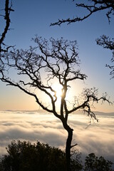 Fototapeta na wymiar silhouette of a tree at sunset