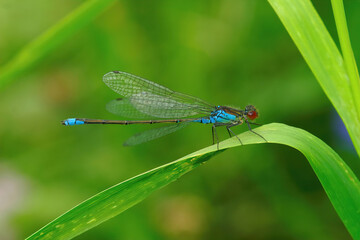 Colorful closeup on the European Red-eyed damselfly, Erythromma najas, sitting on a straw of grass