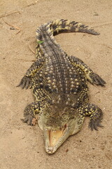 crocodile