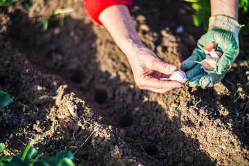 Planting agricultural seeds of garlic on a bed in the garden. Cultivated land close up. Gardening concept. Agriculture plants growing in bed row