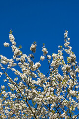 White cherry blossom against a blue sky
