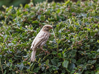 Fototapeta premium Leucistic sparrow perched in a hedge, Northumberland, UK