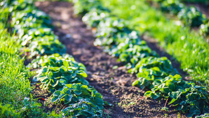 Strawberry crops planted in soil get ripe under sun. Cultivated land close up with sprout. Agriculture plant growing in bed row