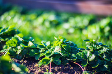 Strawberry crops planted in soil get ripe under sun. Cultivated land close up with sprout. Agriculture plant growing in bed row