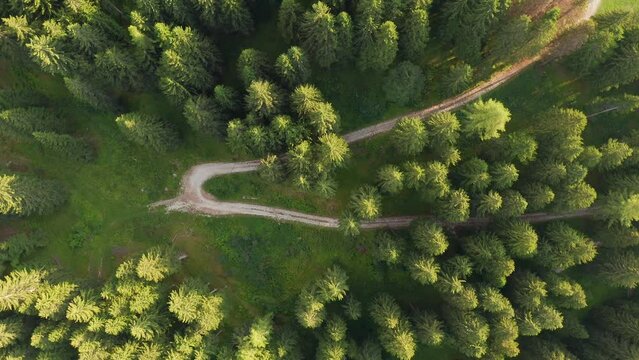 Sentiero nel bosco strada forestale dall'alto vista uccello  drone