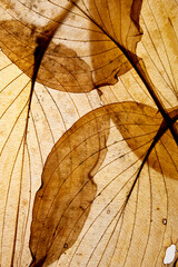 macro texture of autumnal leaves