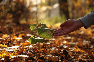 Small burdock leaf and young man hand in autumn forest. Pavel Kubarkov, my right hand and burdock leaf. Photo was taken 9 October 2022 year, MSK time in Russia. - 537626424
