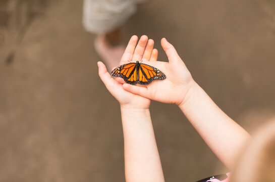 Young female hands holding a beautiful butterfly.