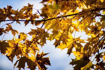 Tree branch with colorful autumn leaves close up. Autumn background. Beautiful natural strong blurry background with copyspace