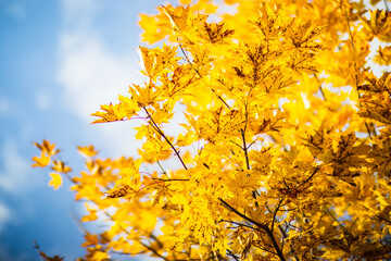 Tree branch with colorful autumn leaves close up. Autumn background. Beautiful natural strong blurry background with copyspace