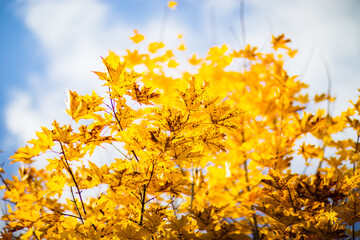 Tree branch with colorful autumn leaves close up. Autumn background. Beautiful natural strong blurry background with copyspace