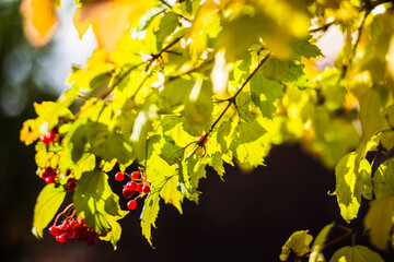 Tree branch with colorful autumn leaves and red berries close-up. Autumn background. Beautiful natural strong blurry background with copyspace