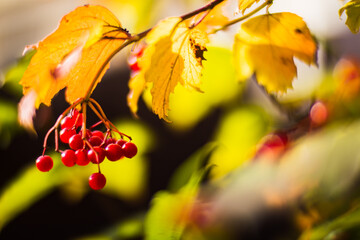 Tree branch with colorful autumn leaves and red berries close-up. Autumn background. Beautiful natural strong blurry background with copyspace