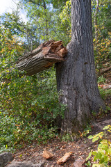 Broken large oak branch.j